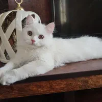 گربه پرشین بسیار زیبا