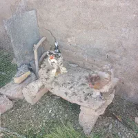 دو عدد خروس سلطان