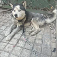 هاسکی گشنیز