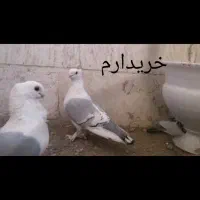 کبوتر ساتن