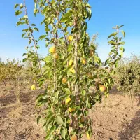 مامونیه،با ۱۰۰ میلیون باغچه بخر|فروش زمین و ملک کلنگی|زرندیه, |دیوار