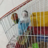 طوطی برزیلی