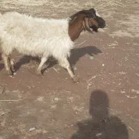 یک عدد بز زاییده|حیوانات مزرعه|سبزوار, قصبه غربی|دیوار