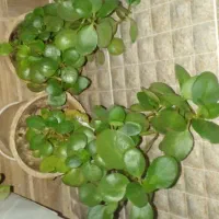 گل ناز|گل و گیاه طبیعی|خرمدره, |دیوار