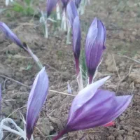 واگذری زمین برای کشت زعفران