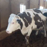 فروش گاو سیمینتال سفید