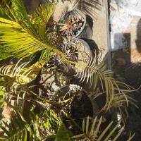 فروش تعدادی گل سیکاس