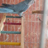 راهب نر آبی|پرنده|تهران, سهروردی|دیوار