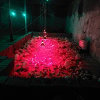 جوجه بوقلمون|حیوانات مزرعه|قم, بنیاد|دیوار