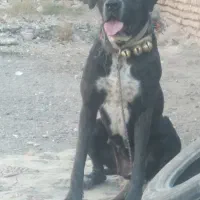 سگ ماده|سگ|تربتحیدریه, کلاته توکلی|دیوار