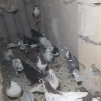 ۴۰یا۵۰تا کفتر بوم|پرنده|چناران, |دیوار