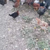 مرغ و خروس|حیوانات مزرعه|اقبالیه, |دیوار