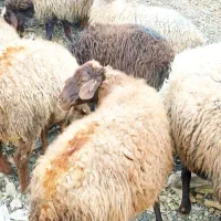 75گوسفند میش بابره