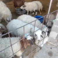 بره پرواری دیورگ|حیوانات مزرعه|زرنه, |دیوار