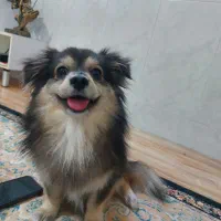 سگ پامر نر برای جفت گیری