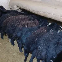 بره ماده ی قره قزل