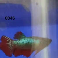 ماهی فایتر ماده|ماهی|خرم‌آباد, |دیوار