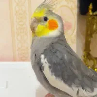 عروس هلندی