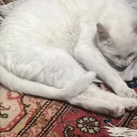 گربه نژاد دار جهت نگهداری