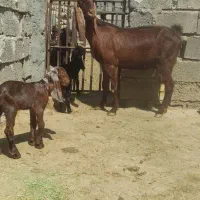 بز کهره