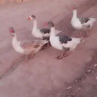 غاز|حیوانات مزرعه|کوهدشت, |دیوار