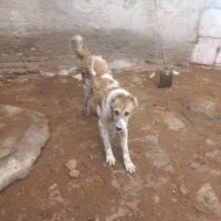 سگ نر