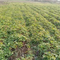 نهال توت فرنگی کاماروس|گل و گیاه طبیعی|مزرعه کتول, |دیوار