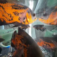 ماهی اسکار سلطنتی رد.حلزون سیب.|ماهی|کاشان, دانش|دیوار