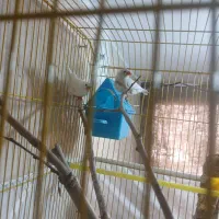 جفت فنچ زبرا