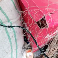 طور ماهی گیری