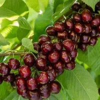 نهال گیلاس بینگ آمریکایی ،درخت گیلاس در نهالستان