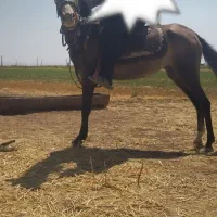 اسب