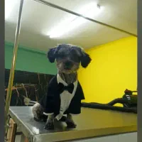 سگ شیتزو خونوادگی|سگ|قائمشهر, |دیوار