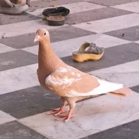 دوتا ماده پلنگ زرد مینا لاکی