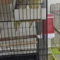 عروس هلندی با جوجه|پرنده|پاکدشت, پاکدشت (مامازند)|دیوار