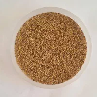 بذر یونجه پایه بلند همدانی