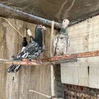 کبوتر کفتر سرور سار شهرستانی پلاکی آلمانی یهودی