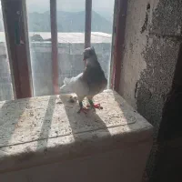 کبوترماده کارتونی