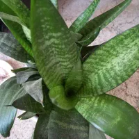 سانسور مینیاتور یا کامپکت لاله ای