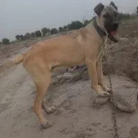 توله سگ سرابی