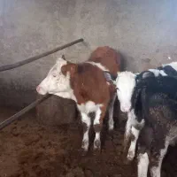 گوساله|حیوانات مزرعه|کردکوی, |دیوار