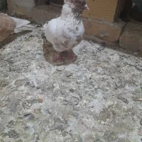 ۳عدد کبوتر|پرنده|ابهر, |دیوار