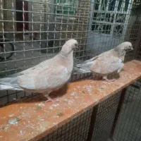 کله ای|پرنده|بندر ماهشهر, |دیوار