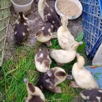 جوجه اردک خارجی