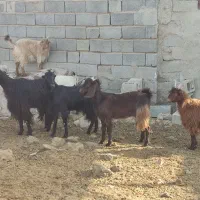 بز و کهره|حیوانات مزرعه|زرقان, |دیوار