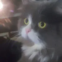 گربه بریتیش پرشین یک ساله|گربه|مهاباد (آذربایجان غربی), |دیوار