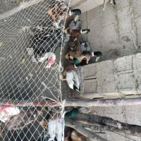 اردک اسراییلی و محلی