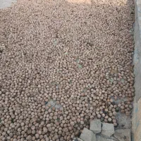 گردو درجه یک امسالی