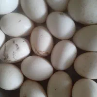 تخم اردک خارجی