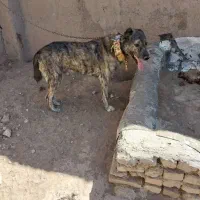 کوچوک وسگ بومی|سگ|سبزوار, ابارش|دیوار
